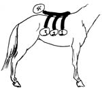 Horse Fitting
